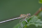 Platycnemis pennipes